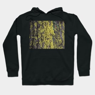 Lichen It! Hoodie